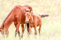 PonyPatrol25-15