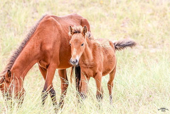 PonyPatrol25-15