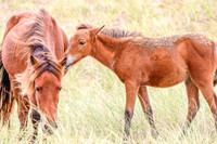 PonyPatrol25-14