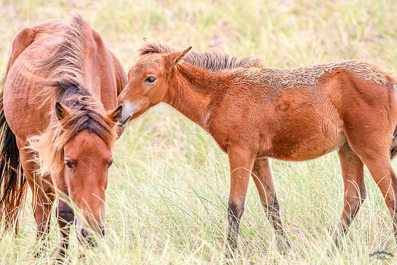 PonyPatrol25-14