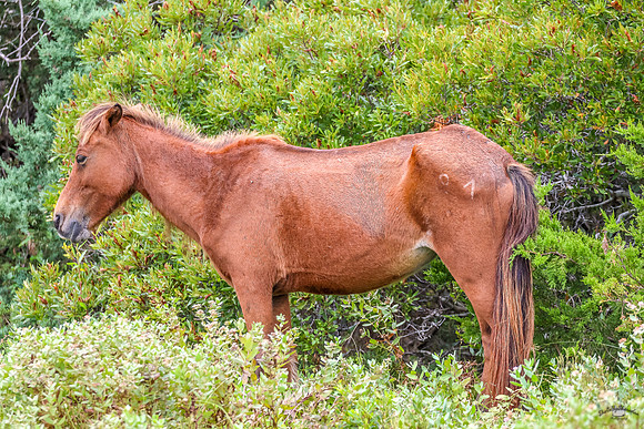 PonyPatrol25-12