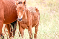 PonyPatrol25-16