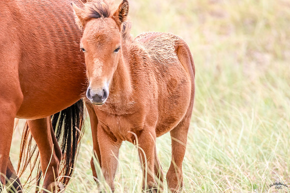 PonyPatrol25-16