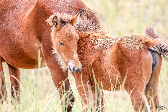 PonyPatrol25-17