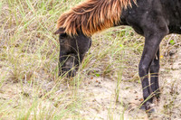 PonyPatrol25-2