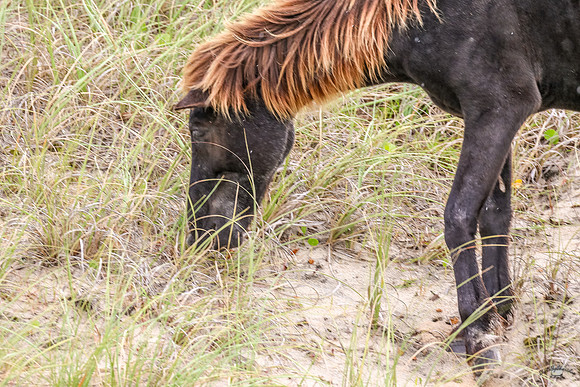 PonyPatrol25-2