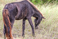 PonyPatrol25-3