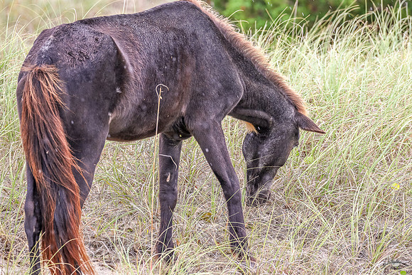 PonyPatrol25-3