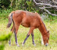 PonyPatrol25-8