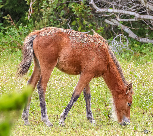 PonyPatrol25-8