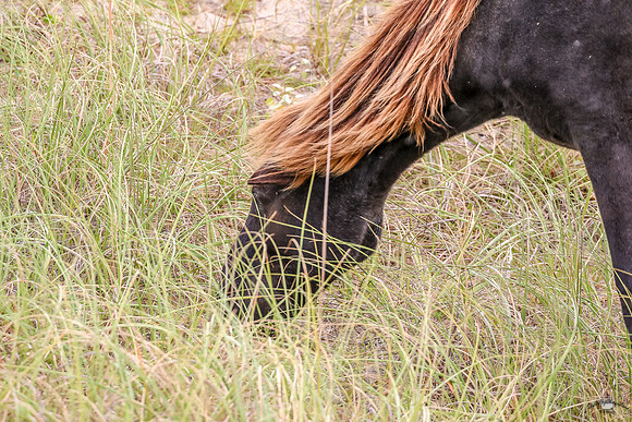 PonyPatrol25-4