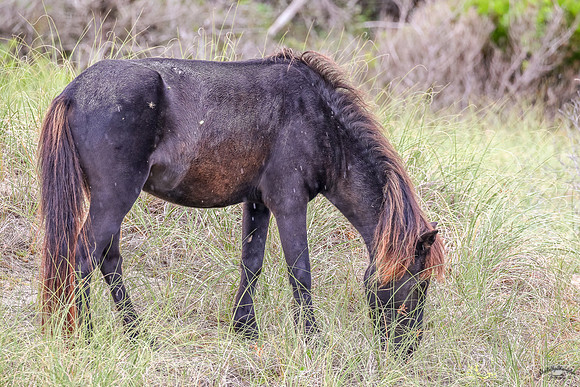 PonyPatrol25-5