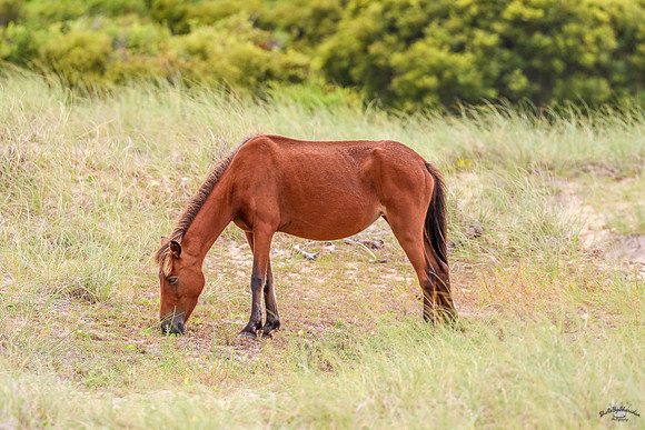 PonyPatrol25-9