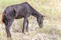 PonyPatrol25