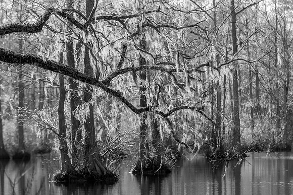 Nature-6