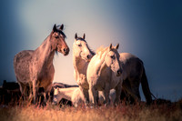 UtahPhotography-16
