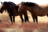 UtahPhotography-3