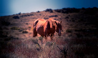 UtahPhotography-4
