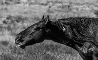 UtahPhotography-5