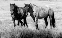 UtahPhotography-6