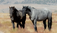 UtahPhotography-7