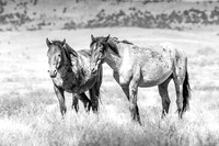 UtahPhotography-8