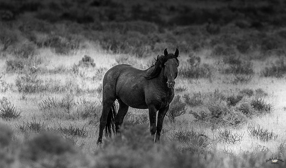 UtahPhotography-10