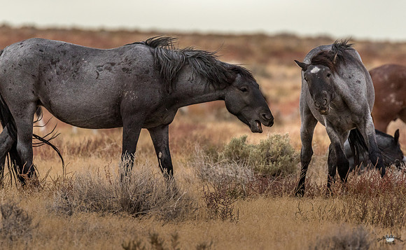 UtahPhotography-11