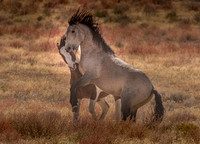 UtahPhotography-119