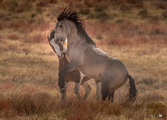 UtahPhotography-119