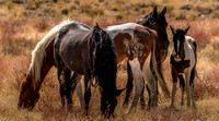 Utah Photography - Onaqui Mustangs Day 2