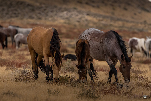 UtahPhotography-12