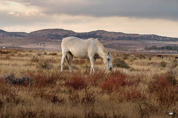 UtahPhotography-118