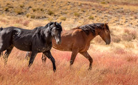 UtahPhotography-130