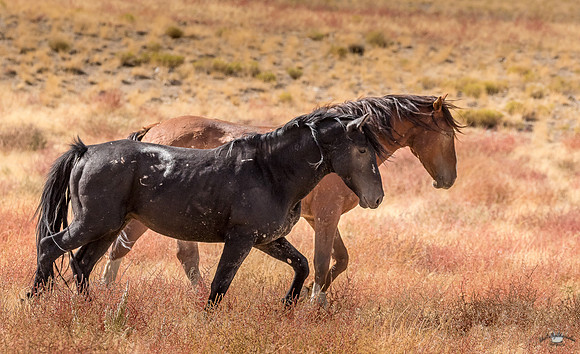 UtahPhotography-131