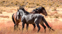 UtahPhotography-133