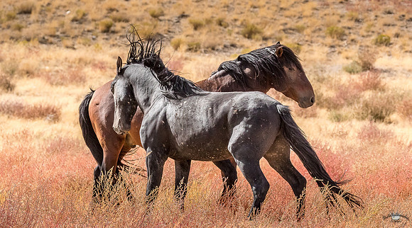 UtahPhotography-133