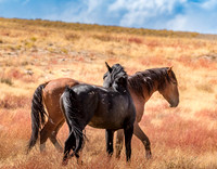 UtahPhotography-132