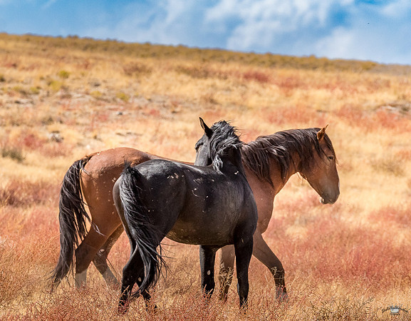 UtahPhotography-132