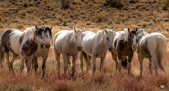 UtahPhotography-136