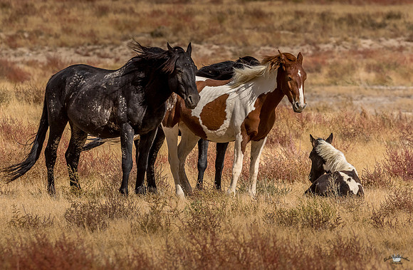 UtahPhotography-142