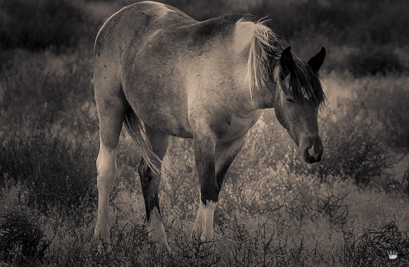 UtahPhotography-153