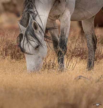 UtahPhotography-15