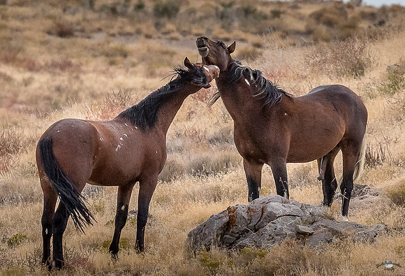 UtahPhotography-156