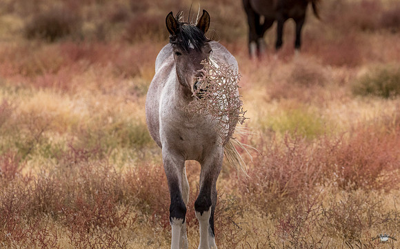 UtahPhotography-150