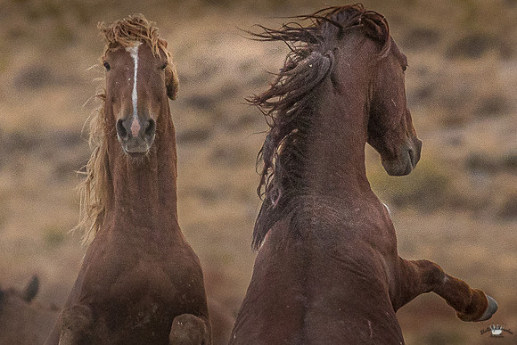 UtahPhotography-16