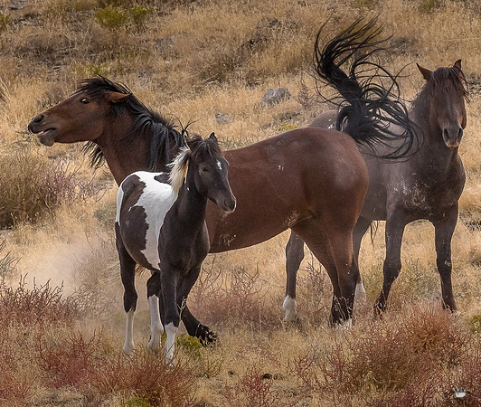 UtahPhotography-160