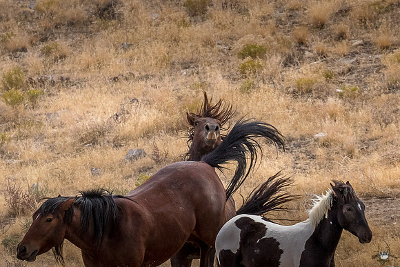 UtahPhotography-161