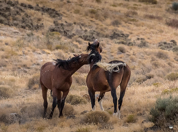 UtahPhotography-164