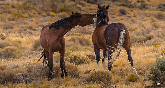 UtahPhotography-168